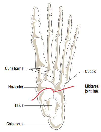 foot anatomy in calcaneus fractures